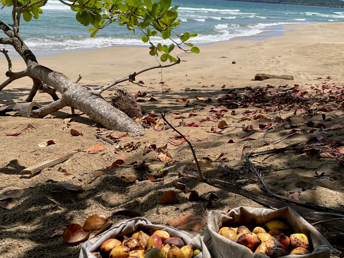 Ara Manzanillo – Great Green Macaw Sanctuary, Costa&nbsp;Rica