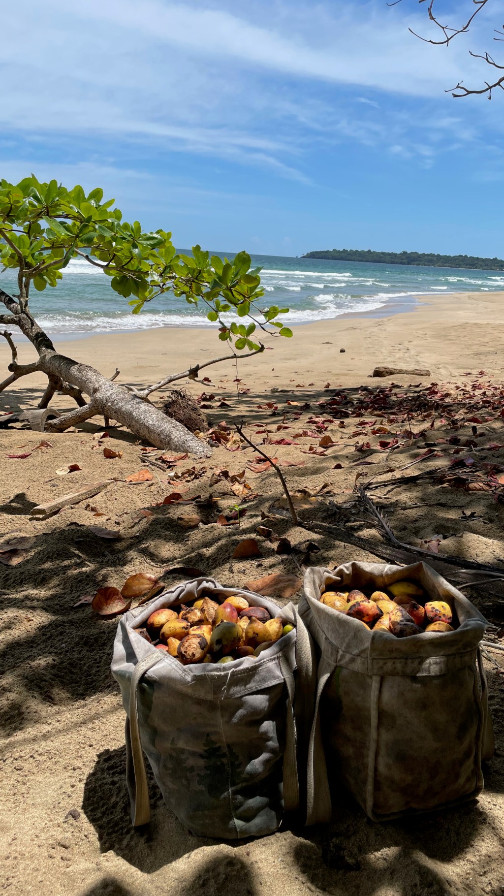 Ara Manzanillo – Great Green Macaw Sanctuary, Costa&nbsp;Rica