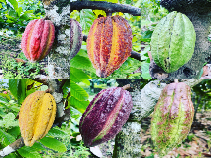 Cacao pods from organic farm in Saint Vincent