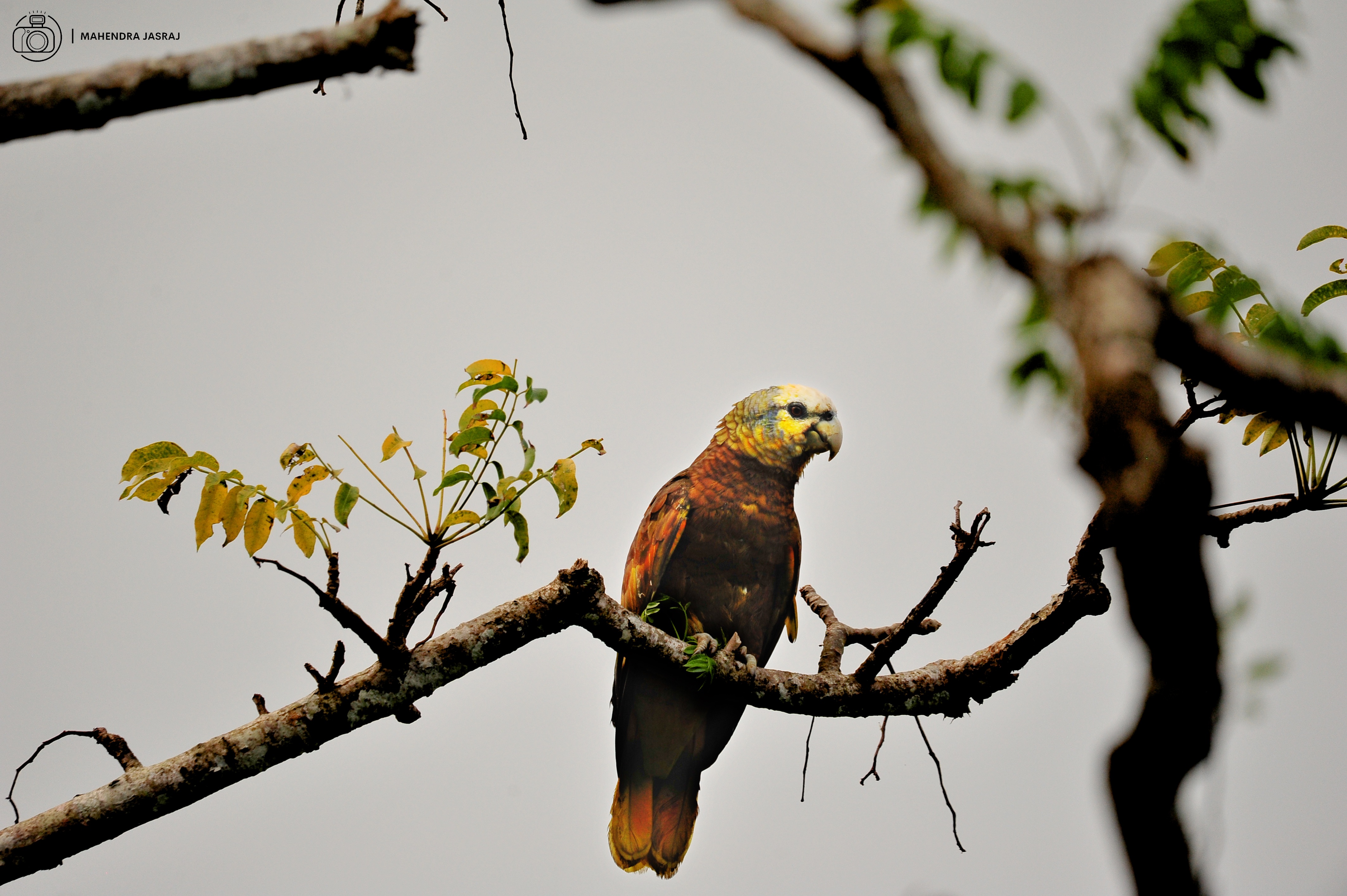 The beautiful, enchanting Vincentian parrot, Amazon guildingii