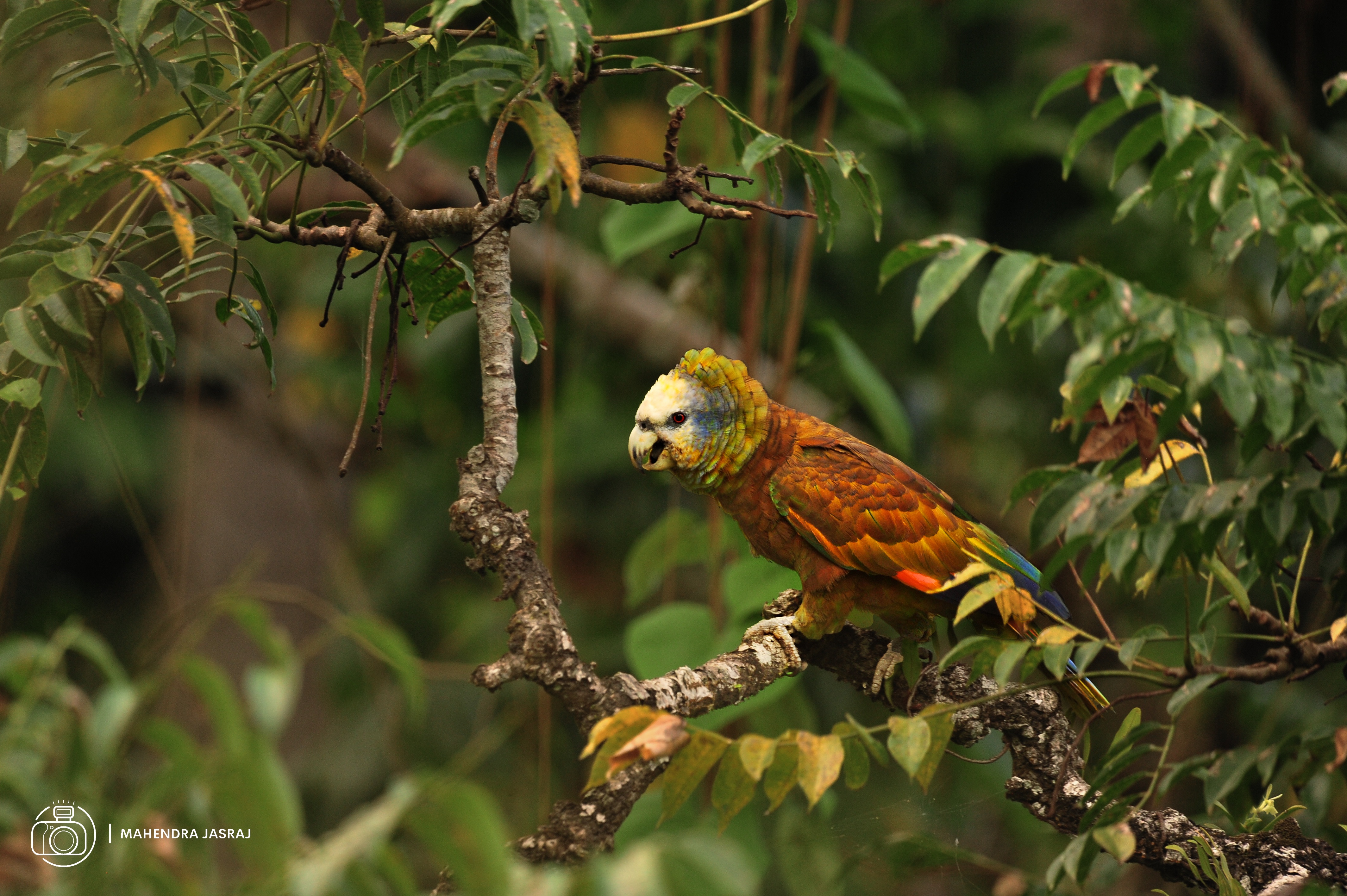 Amazona guildingii looking for delicious golden apples
