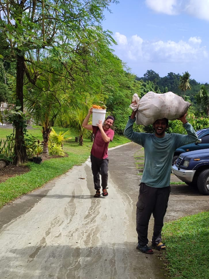 Harvesting Cocoa in Saint Vincent