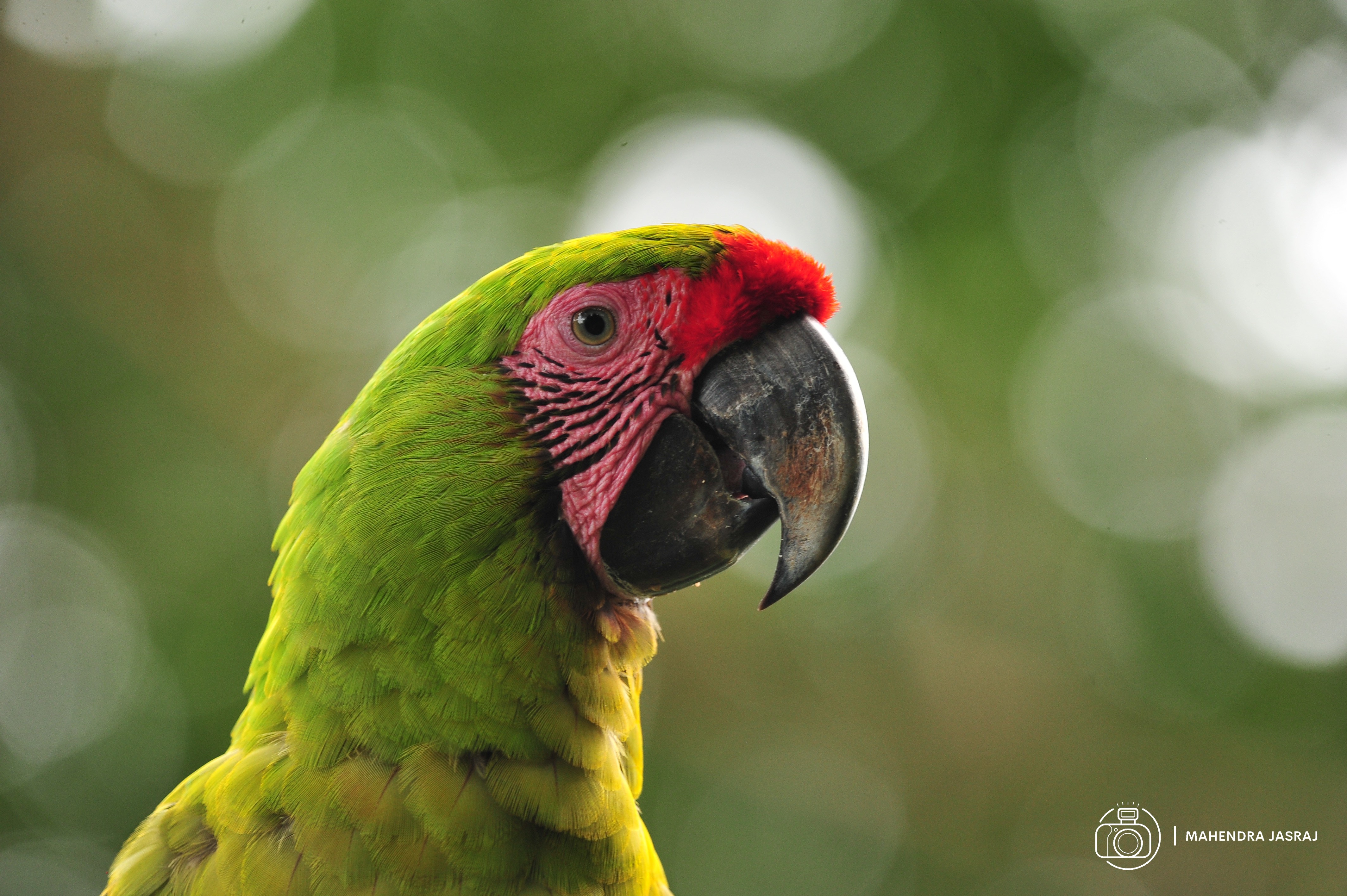 green macaw headshot