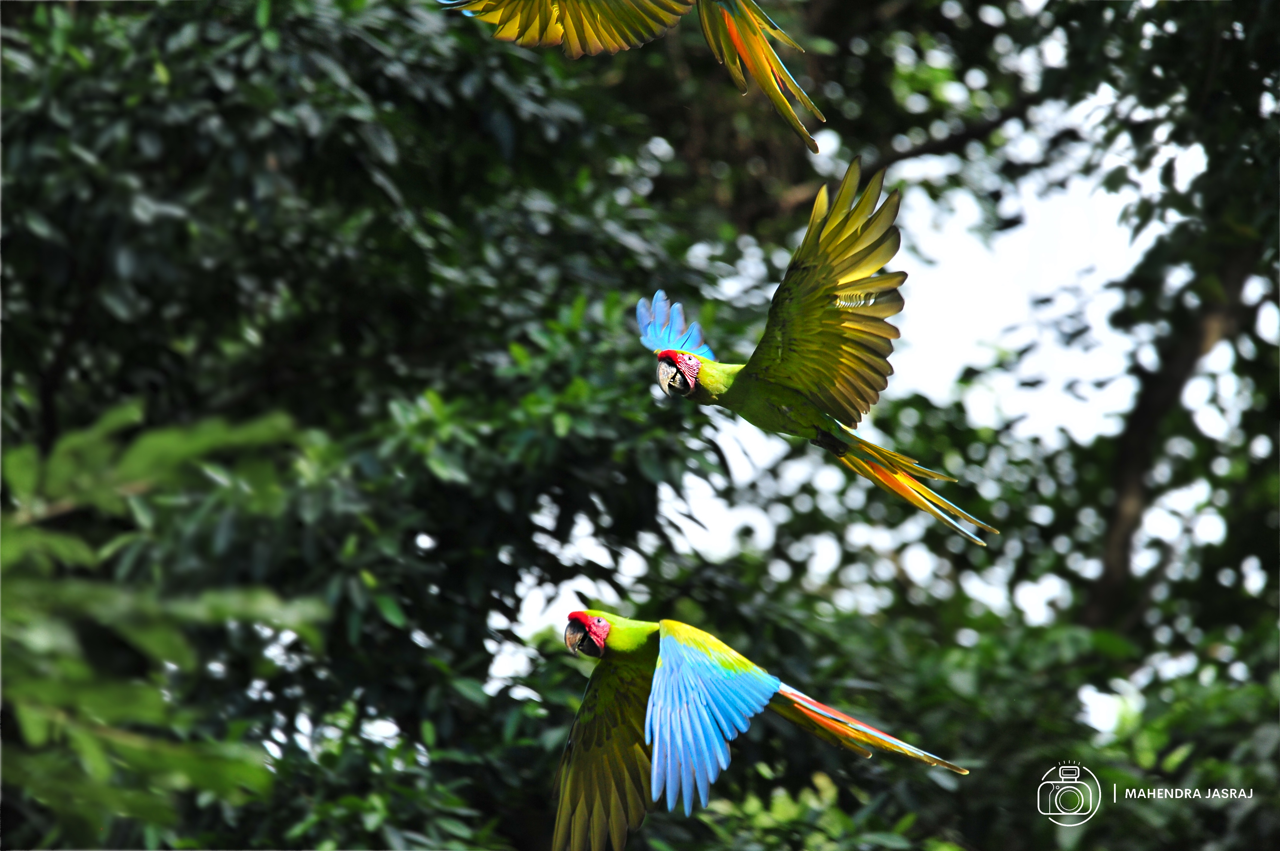 Great Green Macaws in flight - Costa Rica