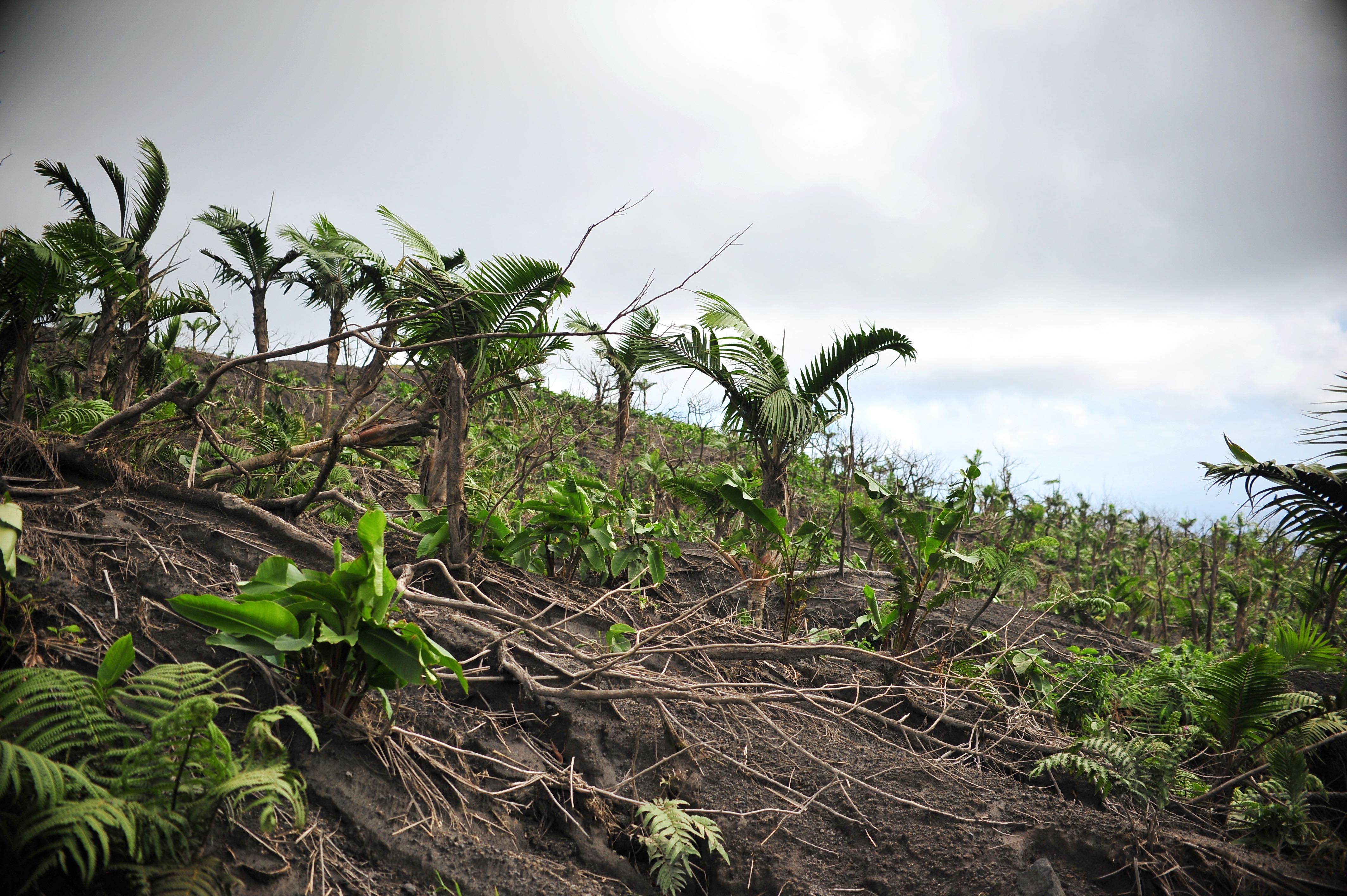 Re growth of the jungle following the eruptions of La Soufriére
