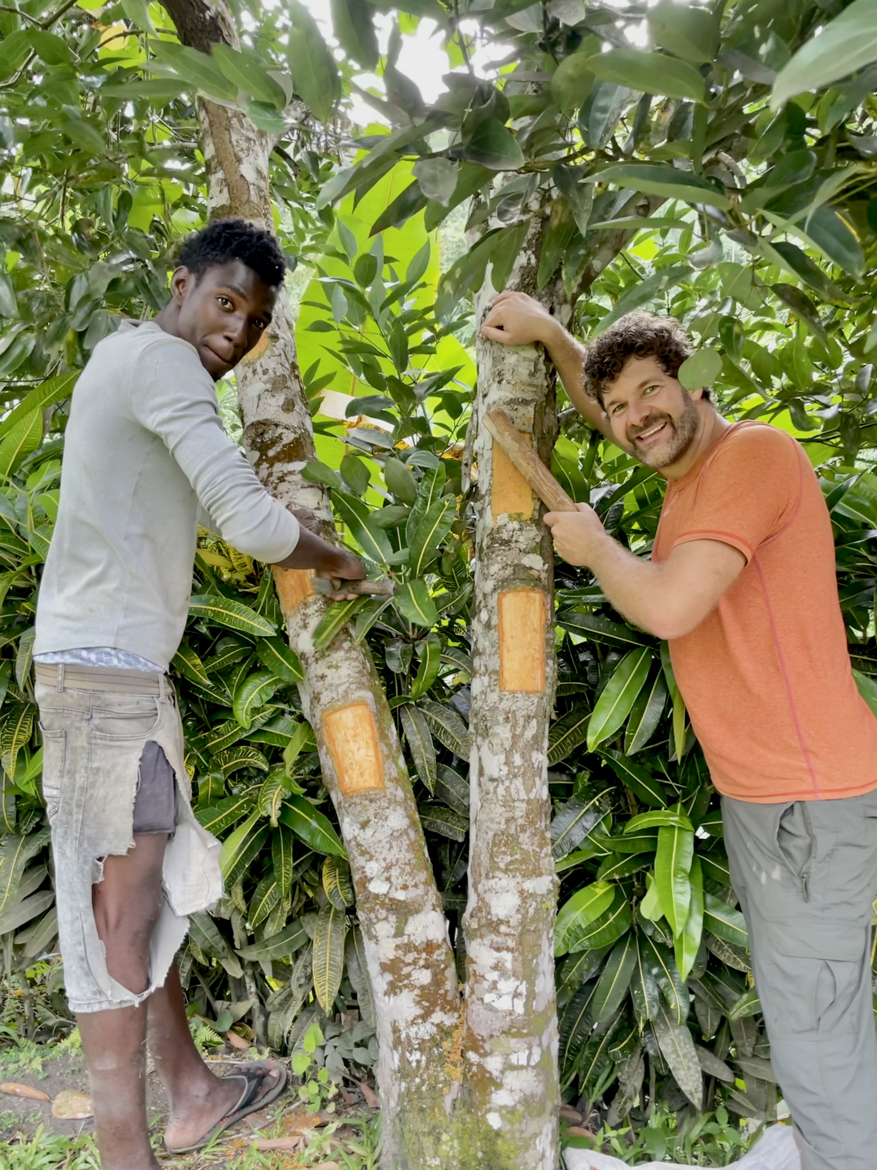 Tom and Kenrick harvesting cinnamon bark in Saint Vincent